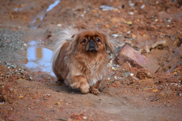 nature, portrait, outdoors, canine, pekingese, pekingese, pekingese, pekingese, pekingese, pekingese