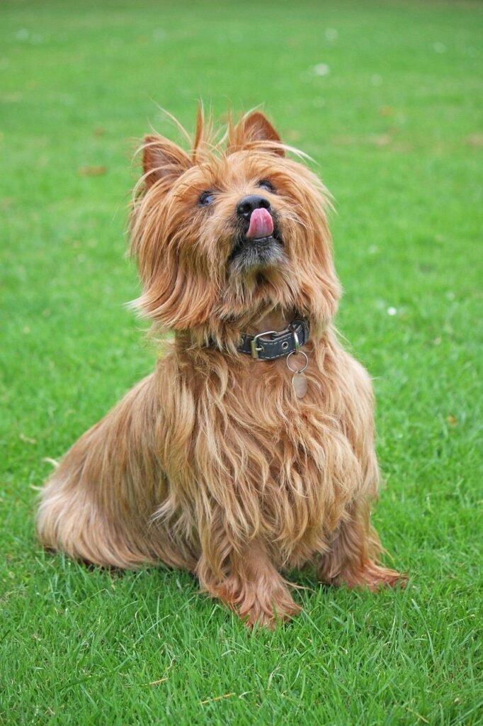 australian terrier, terrier, dog, licking, lips, canine, pet, nature, animal, adorable, cute, green pets, green lips