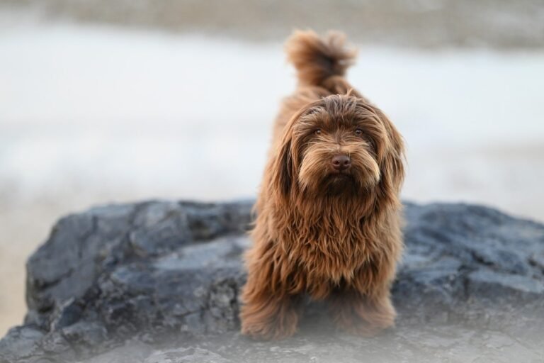 havanese dog, canine, animal, dog, havanese bichon valor, chocolate color, pet, little dog, companion dog, doggie