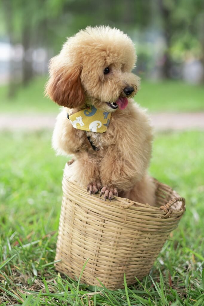 animal, dog, poodle, breed, canine, mammal, nature, pet