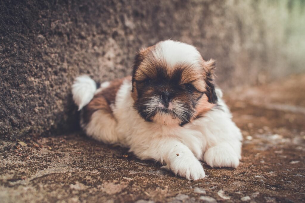 Cute young Shih Tzu puppy lying on the ground, showcasing its fluffy fur and expressive eyes.