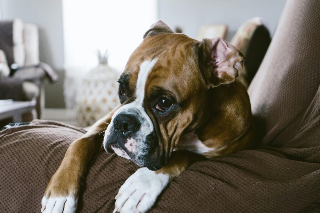 A cute brown and white boxer dog relaxing on a sofa indoors, looking thoughtful and calm.
