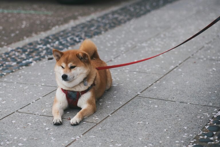 A cute Shiba Inu dog resting on a paved sidewalk, holding a red leash.