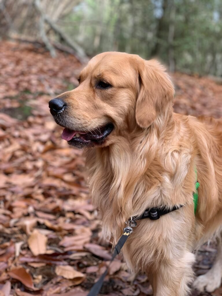Golden retriever enjoying a walk in autumn leaves, showing off its fluffy coat.
