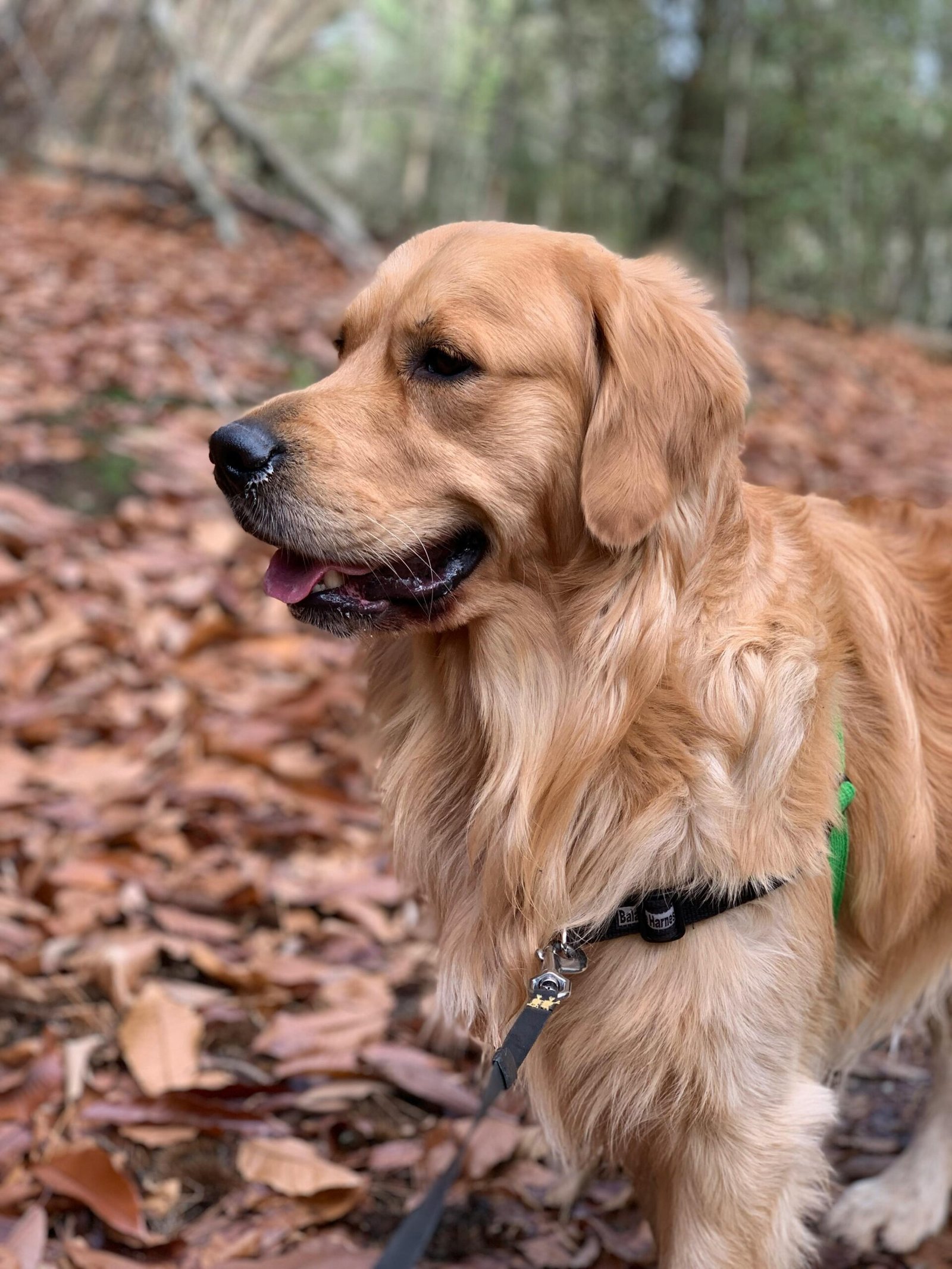 Golden retriever enjoying a walk in autumn leaves, showing off its fluffy coat.