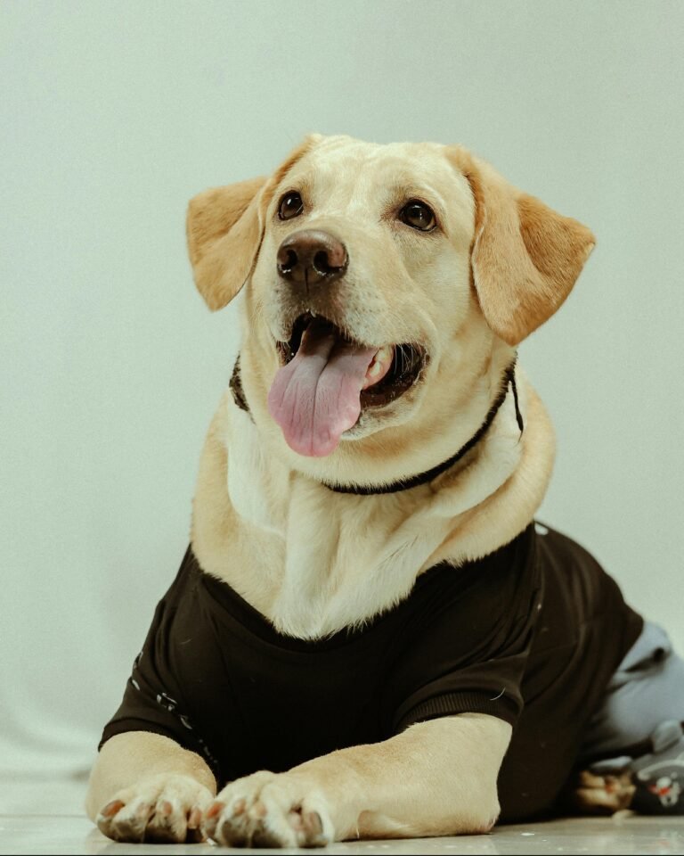 Adorable Labrador Retriever wearing a black shirt, posing in a studio setting.