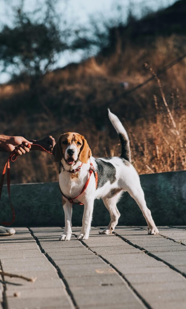 Dog and Beagle