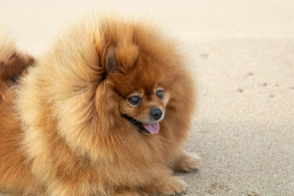 Rambo and the Beach