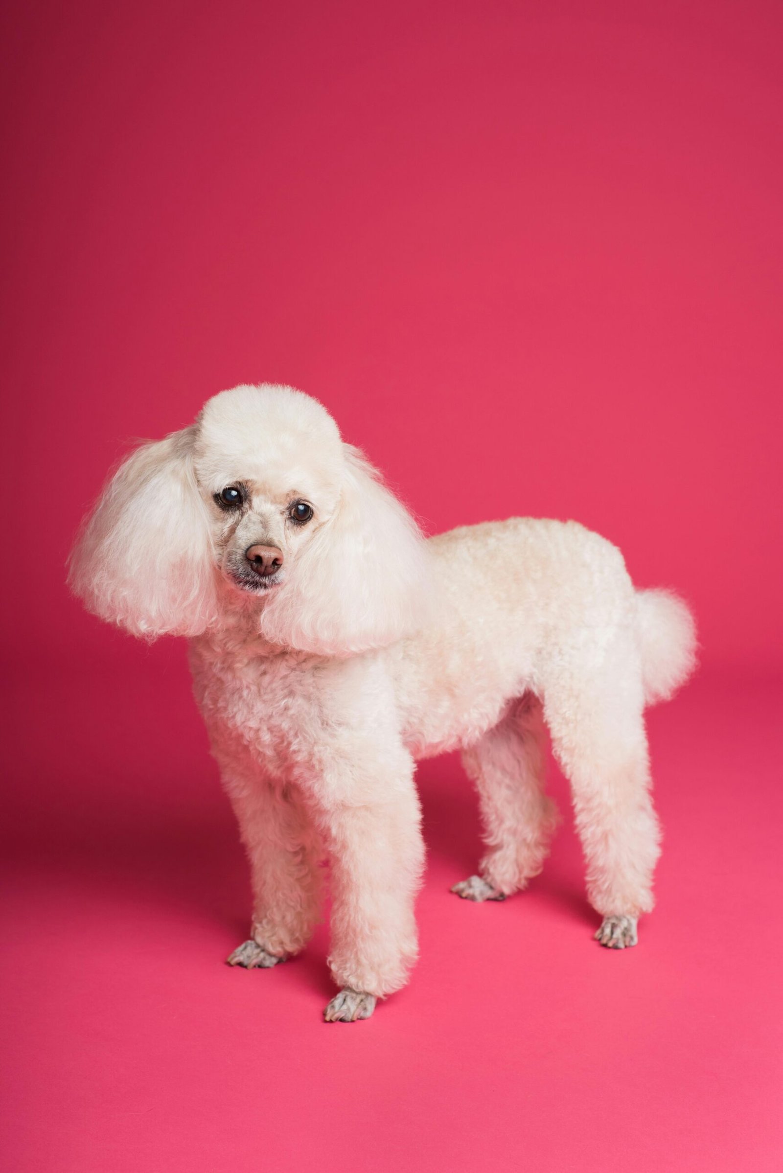 Charming white poodle standing in a studio setting with a vivid pink background.