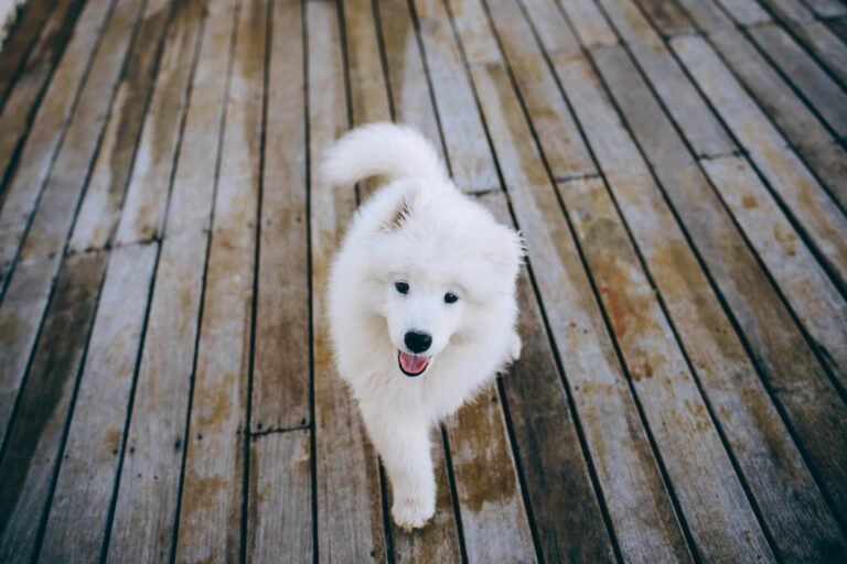 Charming Samoyed puppy with fluffy fur on a wooden deck, looking joyful.