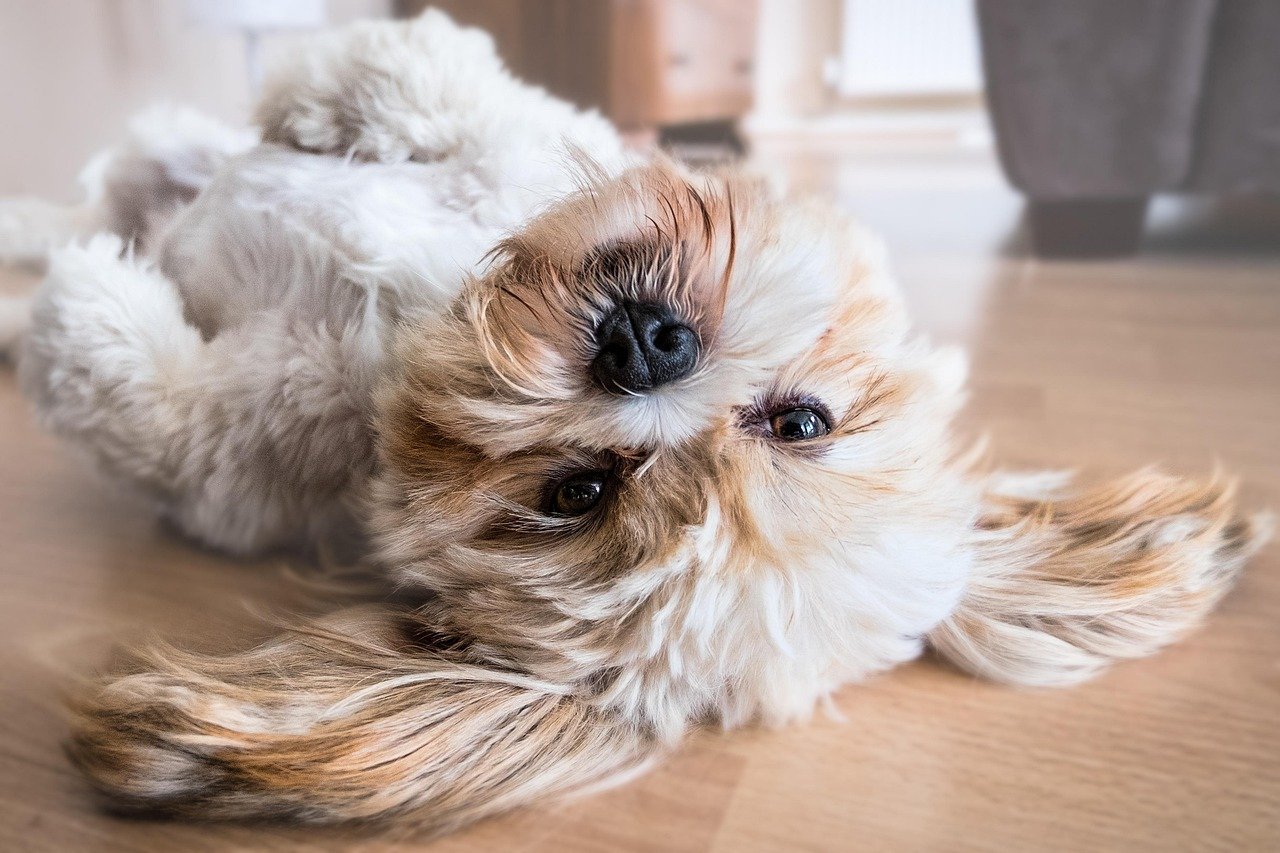 Understanding Your Dog’s Belly Exposure: More Than Just for Rubs!