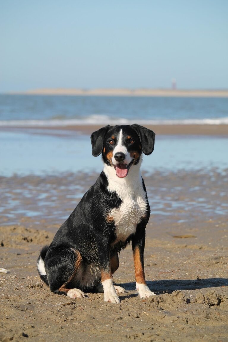 dog, beach, pet, sea, nature, domestic animal, animal, water, appenzeller, mountain dog, portrait