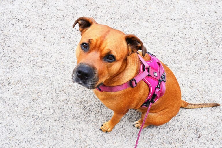 A cute Staffordshire Bull Terrier dog wearing a pink harness sitting outdoors.