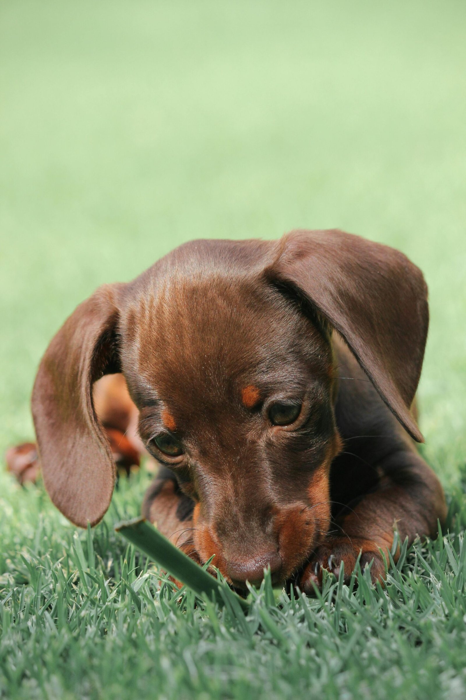 Cute brown dachshund puppy playing on grassy field outdoors.