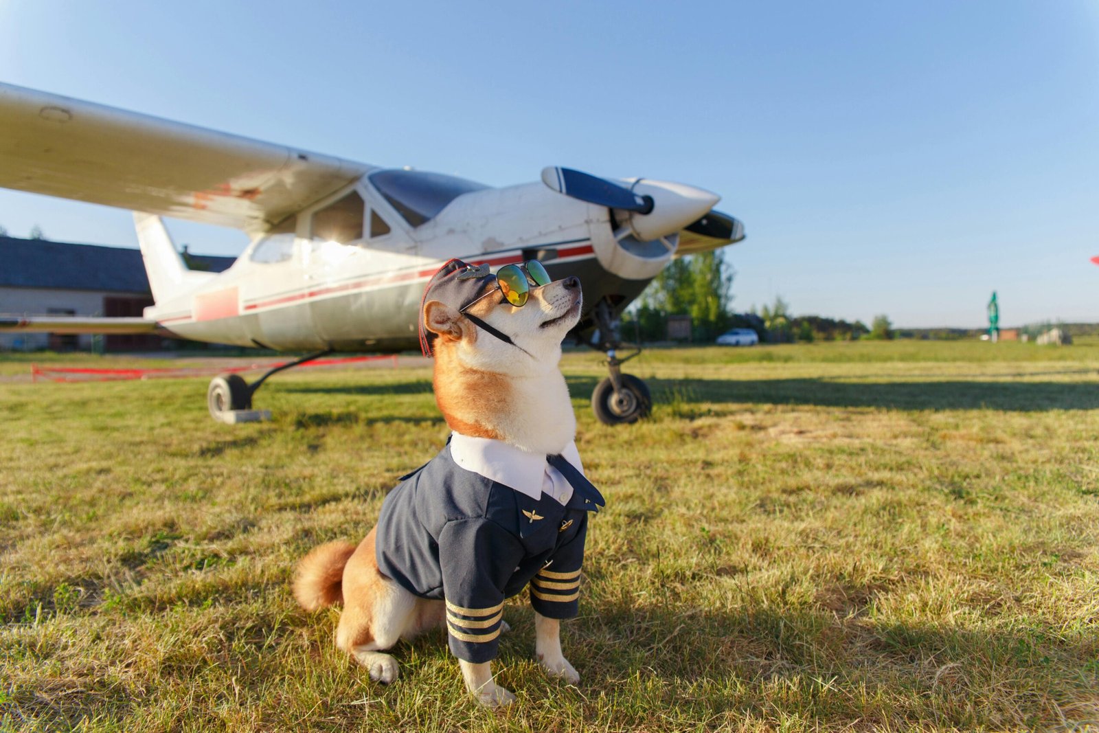 Traveling with Your Pet: Choosing the Right Carrier and Understanding Airline Regulations