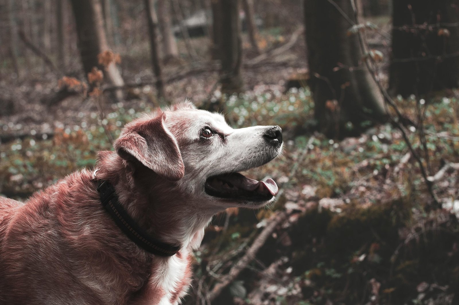Elderly dog joyfully exploring a serene forest during autumn, showcasing nature's beauty.