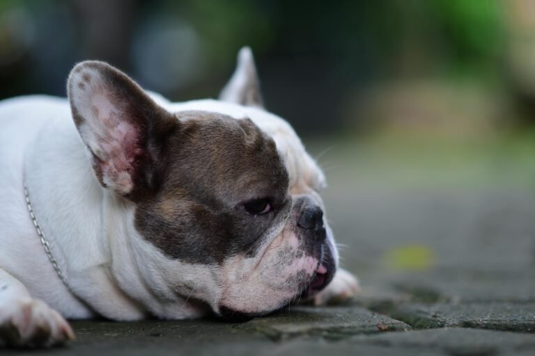 A French Bulldog resting peacefully on a stone surface with a serene outdoor backdrop.