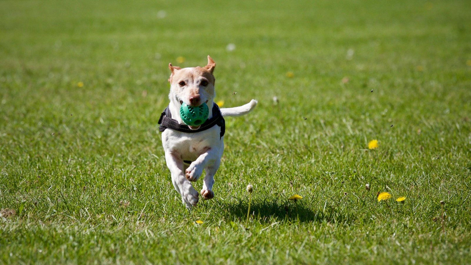 The Truth About Dog Zoomies: Why Your Pup Runs in Circles