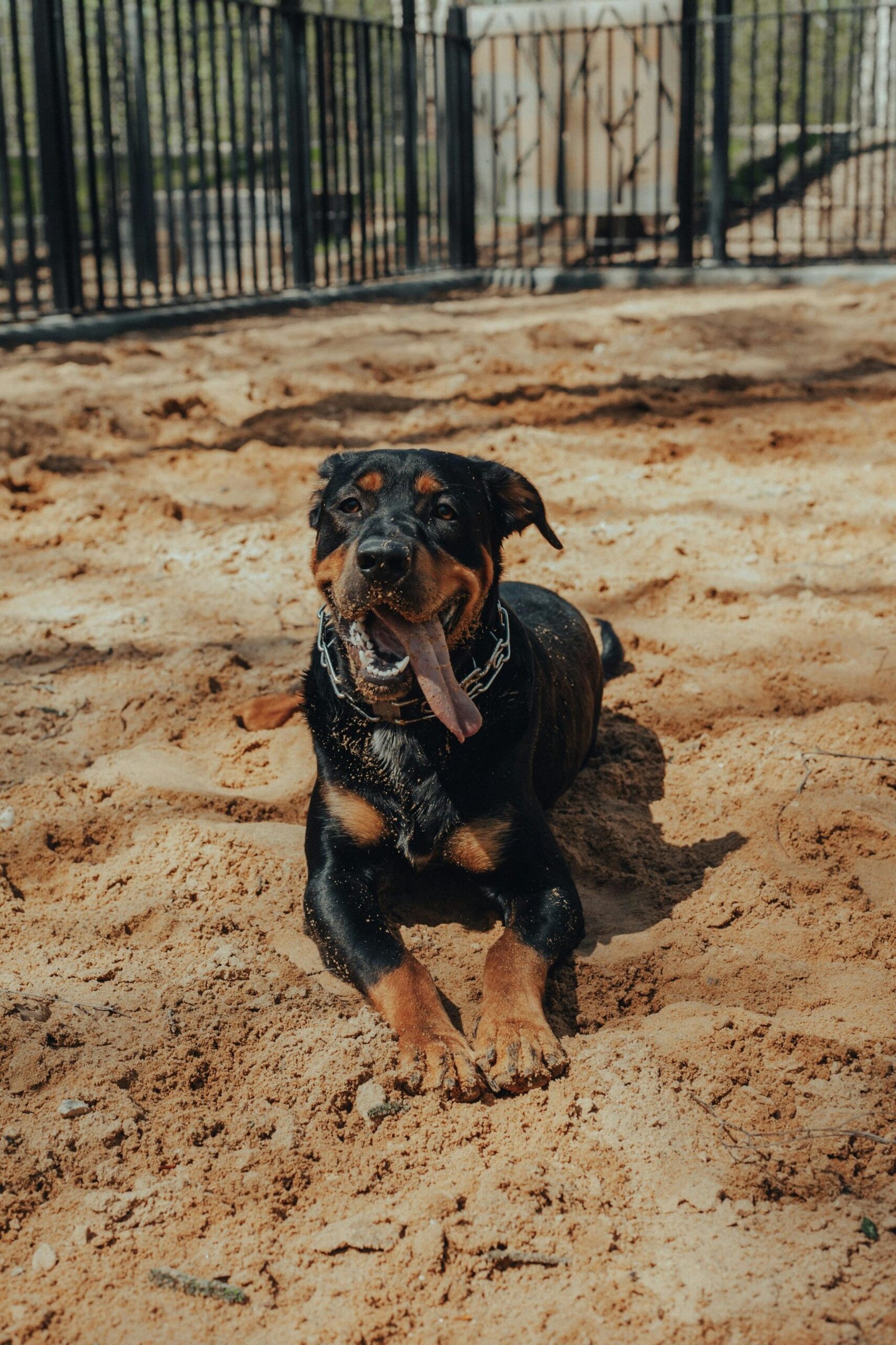 Purebred Rottweiler dog resting on sandy ground near black enclosure in hot weather