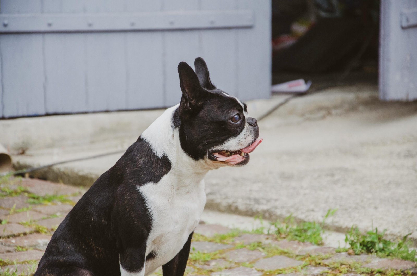 Charming Boston Terrier dog sitting outside on a sunny day.