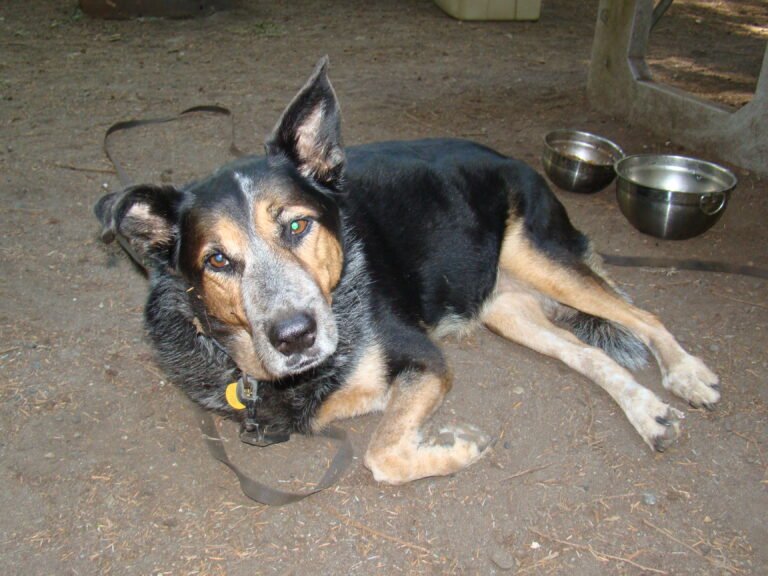 Dog lying on the ground at a campsite with camping gear around