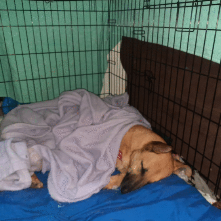 Dog lying in an open crate in a cozy setting