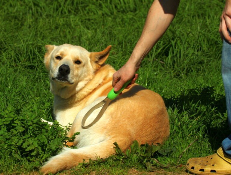 Person brushing a yellow dog to groom its coat