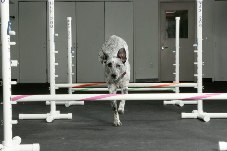 Dog practicing agility, jumping over a hurdle
