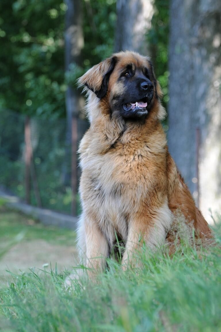 leonberger, dog, animal, mammal, domestic dog, nature, giant dog, cute dog, adorable dog, pet, cacorka