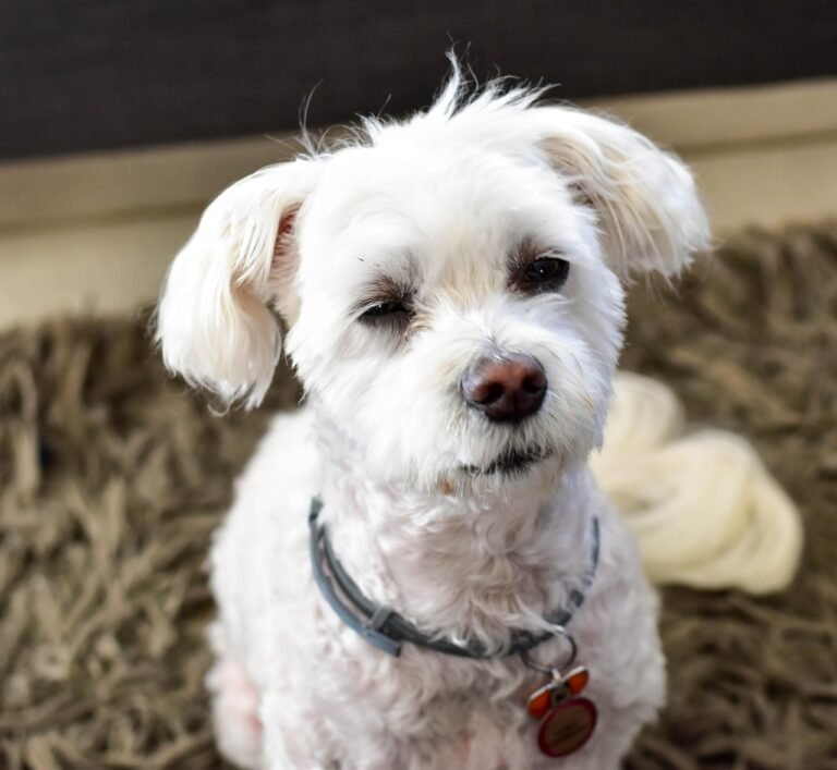dog, maltese poodle, pet, canine, animal, maltese, nature, fluffy, brown pets