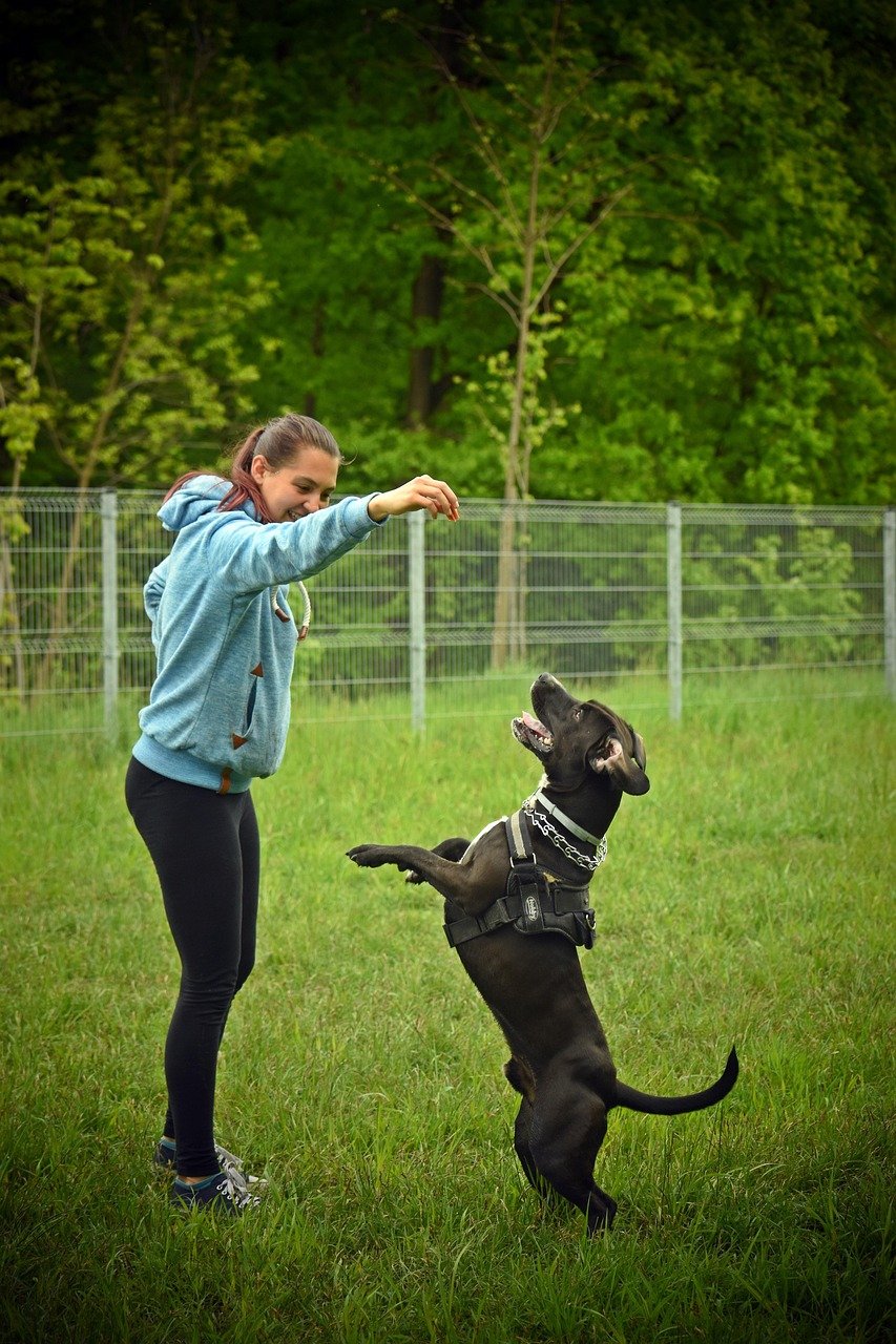 dog, dog training, nature, dog park, woman, animal, park, pet, canine