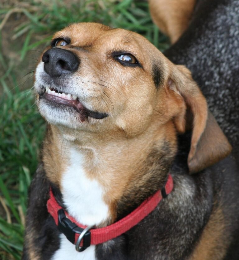 dog, canine, hound, growl, teeth, snarl, animal, pet