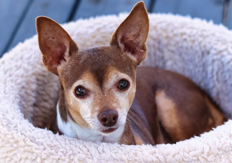 chihuahua, dog, pet, animal, cute, canine, nature, dog bed