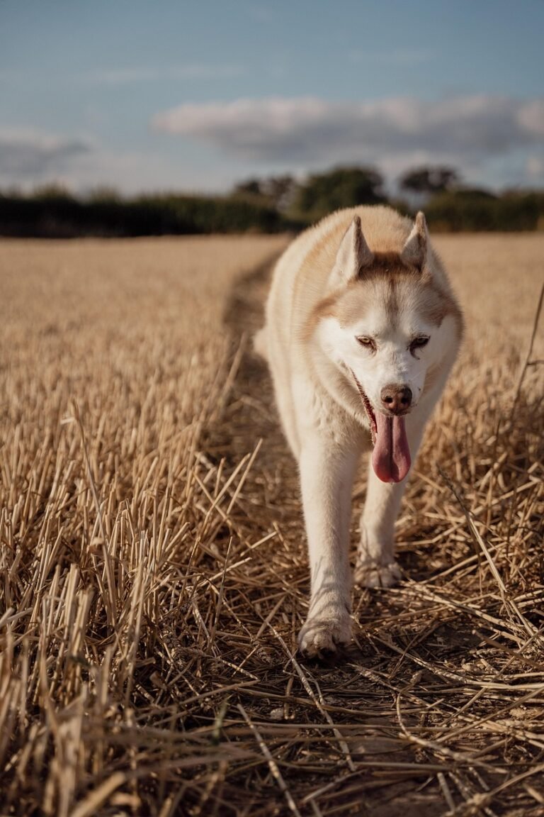 dog, husky, field, pet, animal, summer, cute, nature