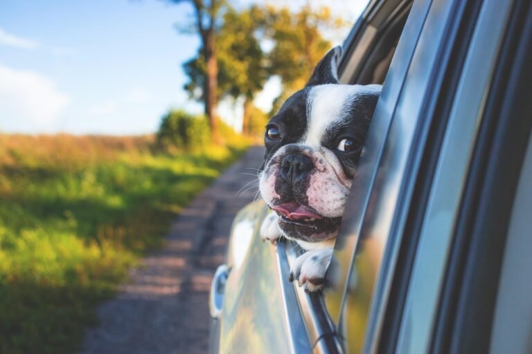 dog, pet, car window, drive, road trip, animal, bulldog, canine, nature, car, window, car wallpapers, portrait, mammal, dog portrait