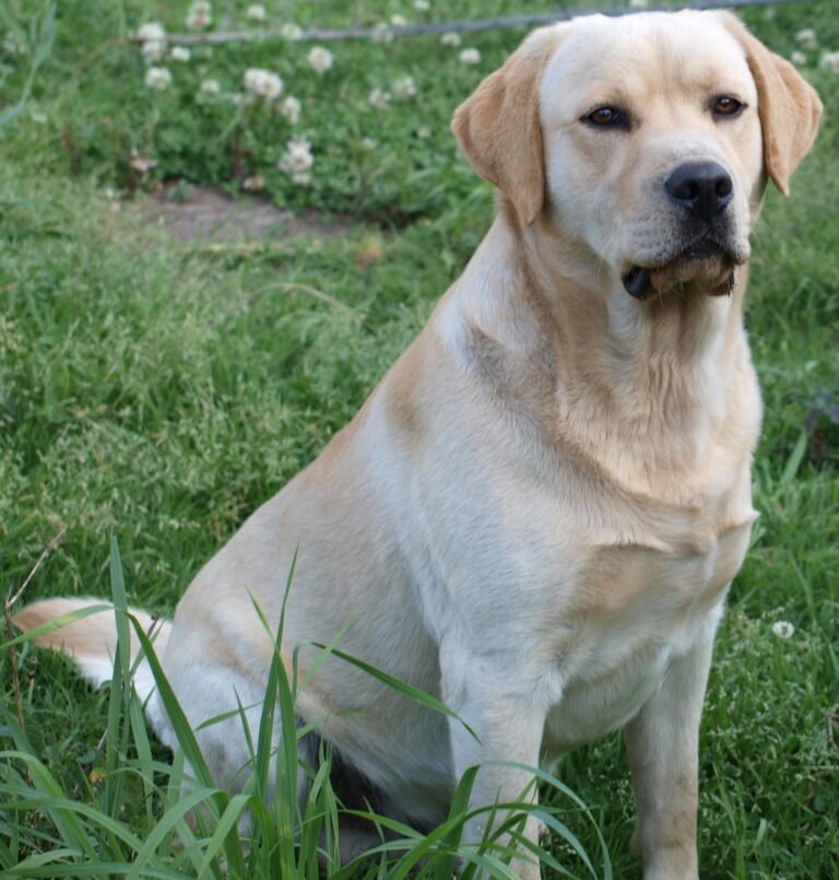 Adult yellow Labrador Retriever sitting on grass