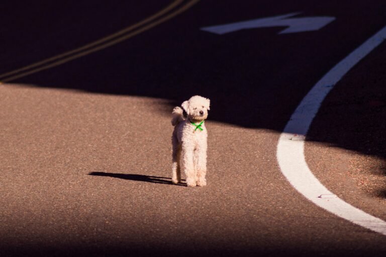 A solitary poodle with a green collar stands on a sunlit road, highlighting a moment of curiosity.