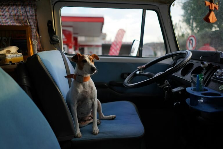 A Jack Russell Terrier sitting inside a vintage van's passenger seat at a gas station.