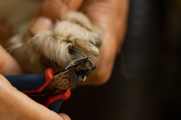 Detailed close-up of a dog's nail being trimmed with clippers.