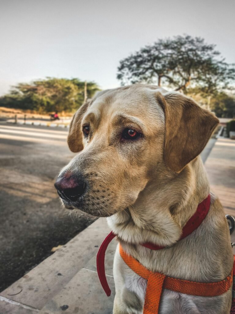 Close-up shot of a Labrador Retriever looking curiously outdoors with a vibrant backdrop.