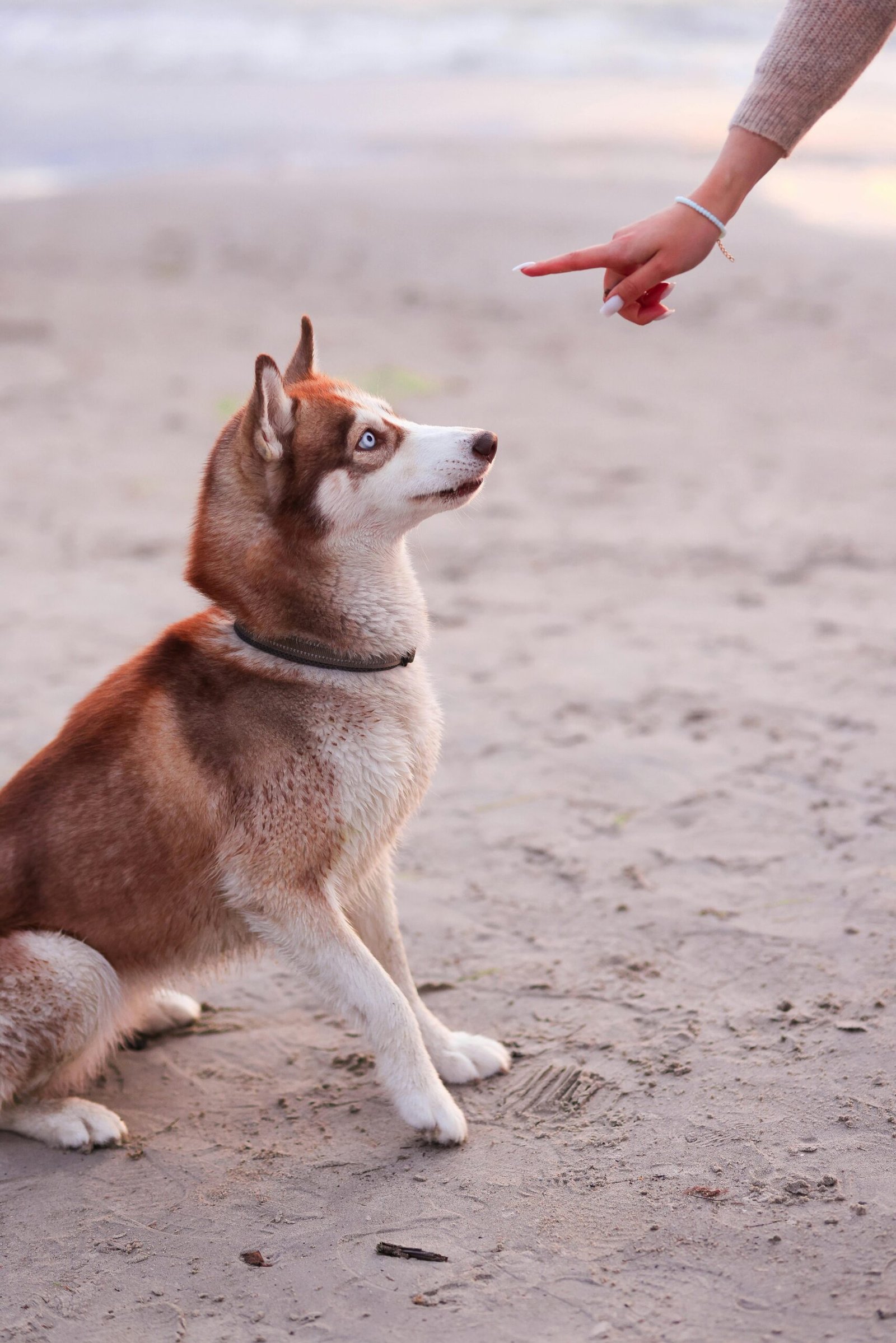 A Siberian Husky sits attentively on sandy ground, responding to a human's training gesture.