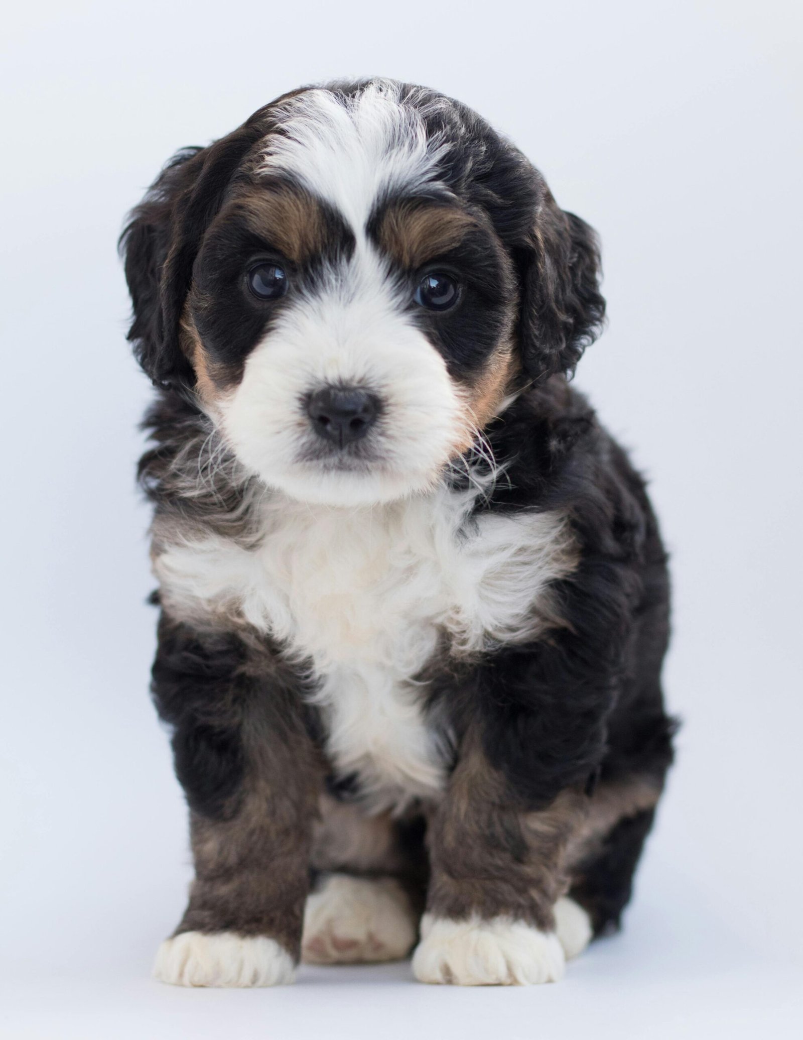 Cute Bernedoodle puppy sitting on a white background in a studio setting.