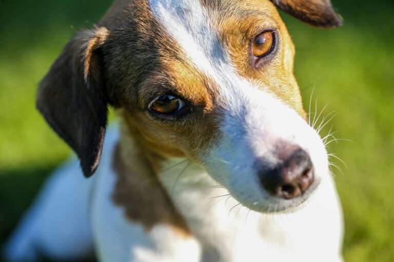 Adorable Jack Russell Terrier looking curiously in a sunlit grassy area.