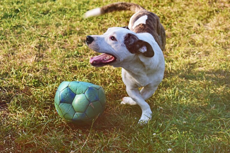 A joyful dog playing with a soccer ball on a grassy field during the day.