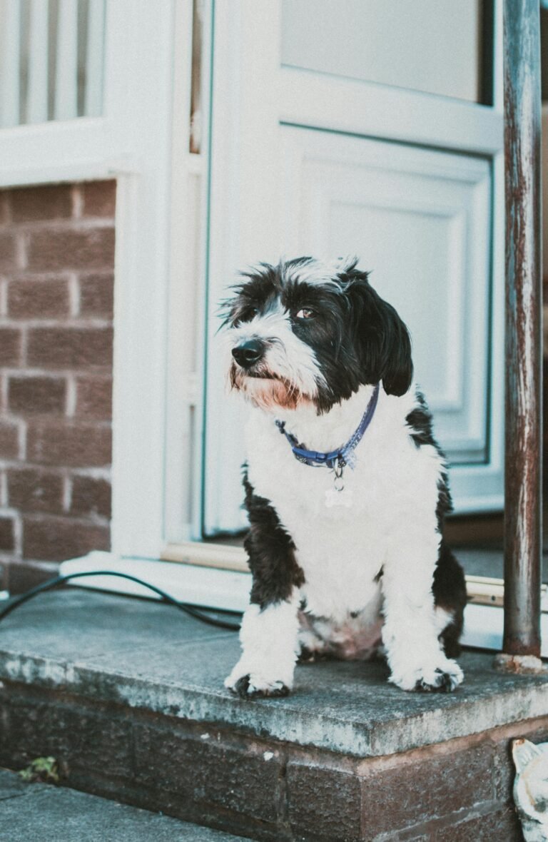 Cute black and white dog sitting on a doorstep, looking away.