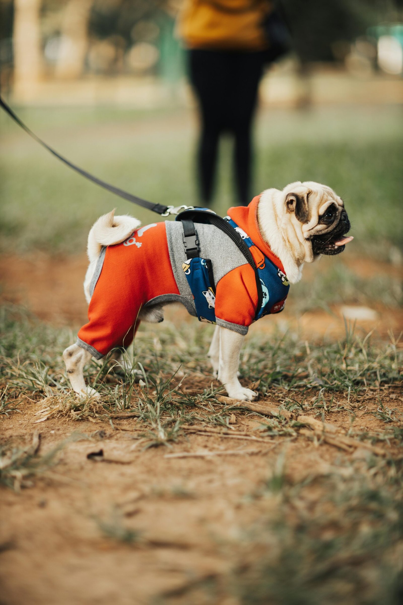 A cute pug dressed in a colorful hoodie on a walk in the park, showcasing pet fashion.