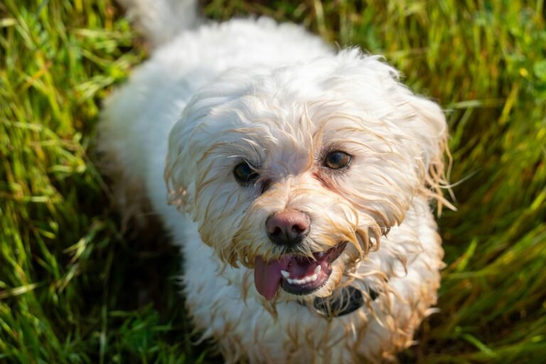 Cute white poodle with tongue out playing in lush green grass on a sunny day.