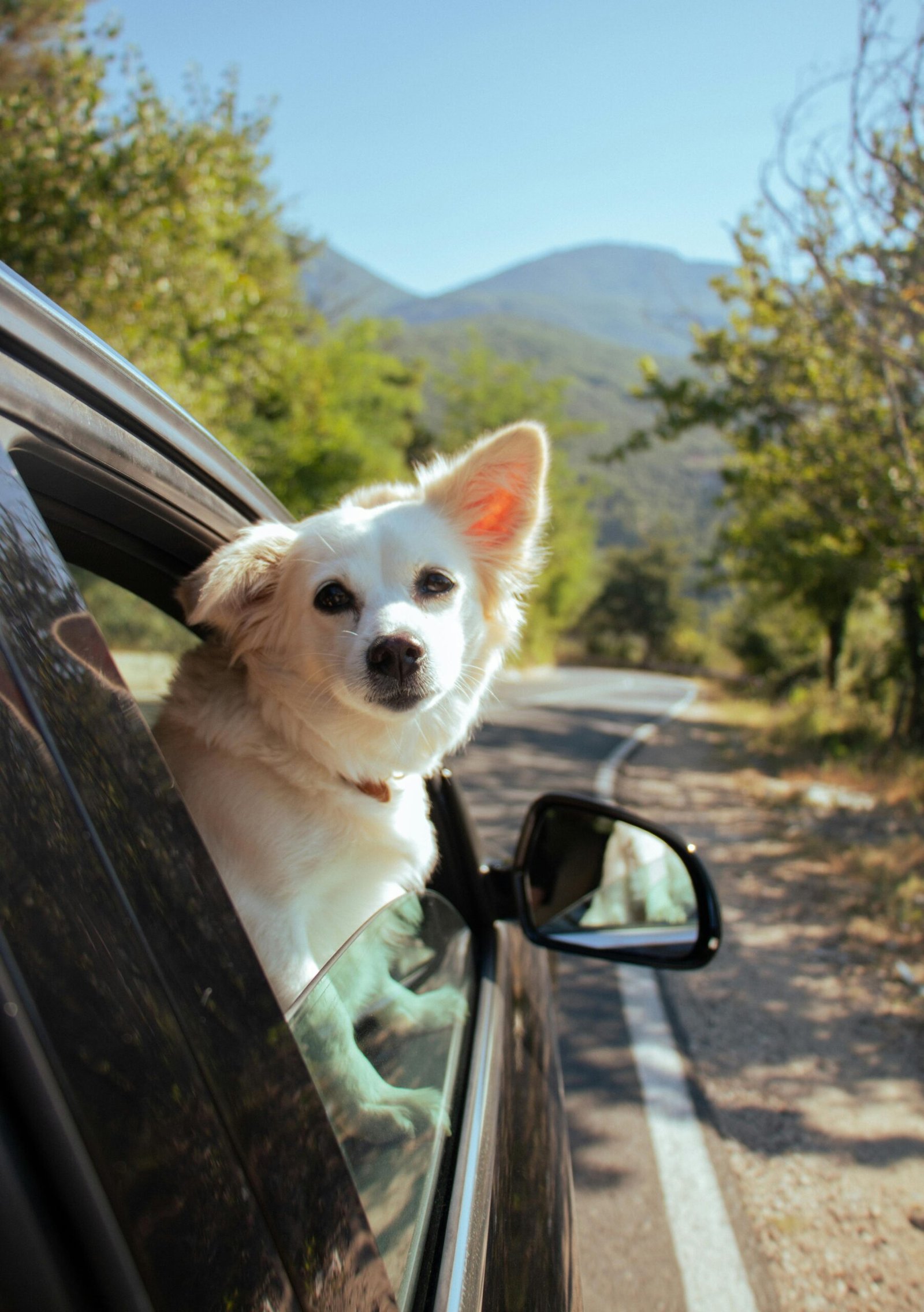 A cute dog looks out of a car window on a scenic road in Shëngjergj, Albania, capturing the joy of adventure.