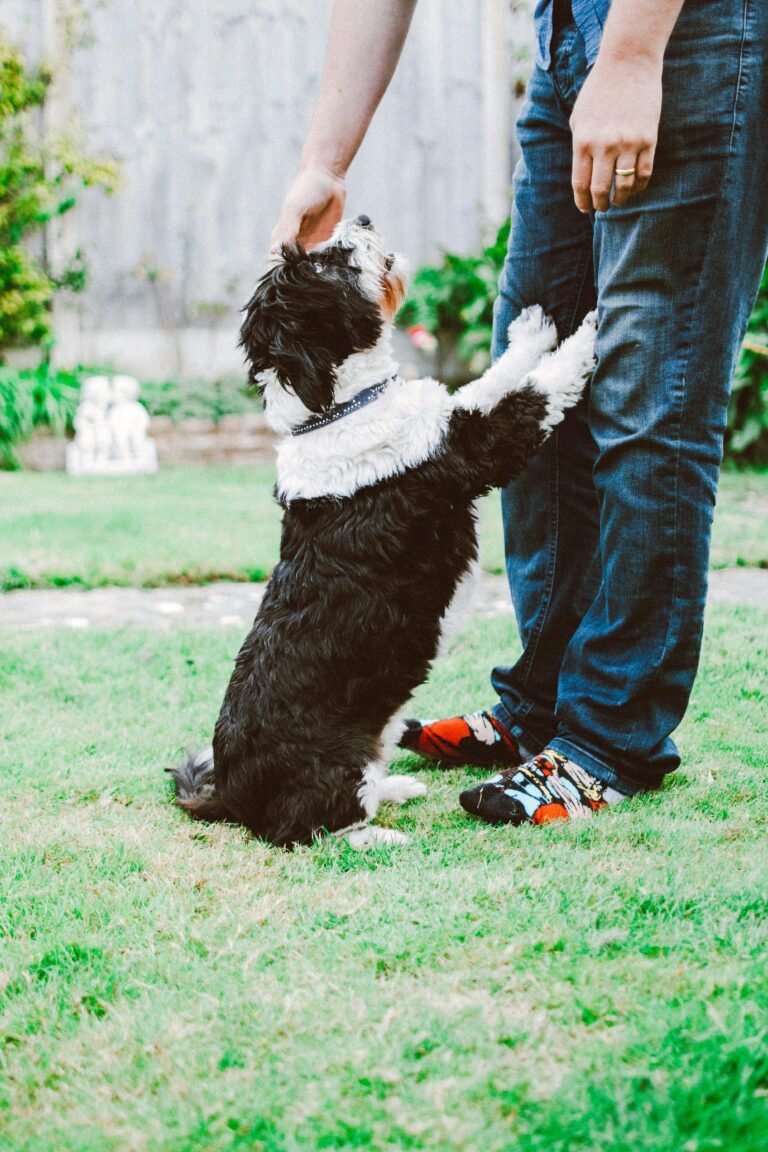 A fluffy dog eagerly interacts with a man in a sunny backyard, showcasing a bond of affection.