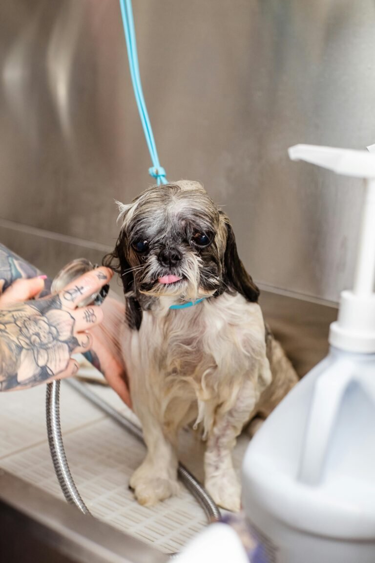 A Shih Tzu gets a wash in a pet salon with tattooed groomer's hand visible.